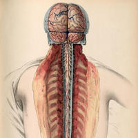 Fibromyalgia Has Central Nervous System Origins